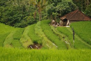 Rejser til Indonesien er også rejser til Bali, Borneo og andre af Indonesiens spændende øer. Tag på rundrejse eller badeferie. Indonesien har det hele.