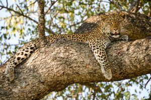 Sydafrika er perfekt til safarier og badeferie