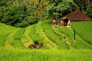 rismark-bali-redigeret