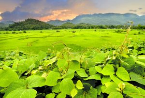 Sapa Trekking Vietnam Svane Rejser