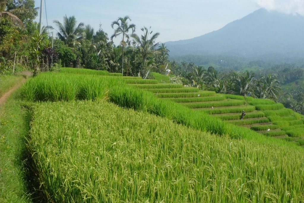 På en rejse til Bali ser du templer, suveræn natur og gode strande