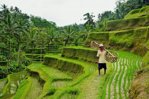 På en rejse til Bali ser du templer, suveræn natur og gode strande