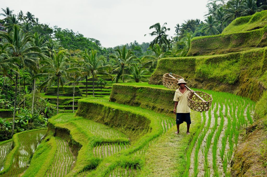 På rejser til Bali ser du masser af rismarker i terrasser
