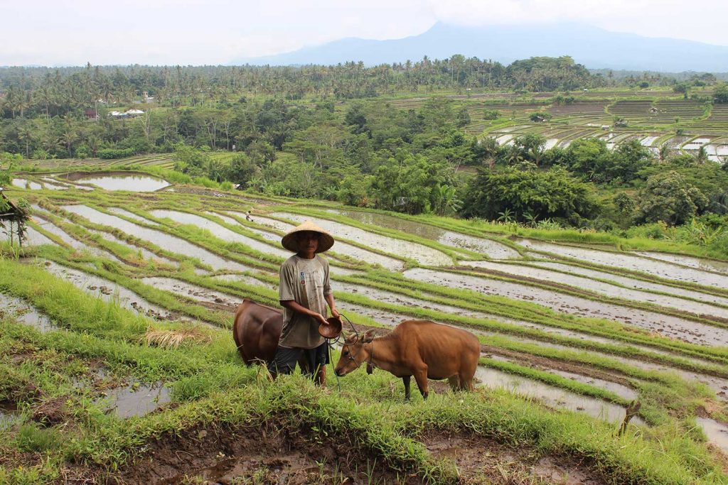 På en rejse til Bali ser du templer, suveræn natur og gode strande