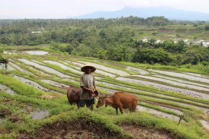 På en rejse til Bali ser du templer, suveræn natur og gode strande