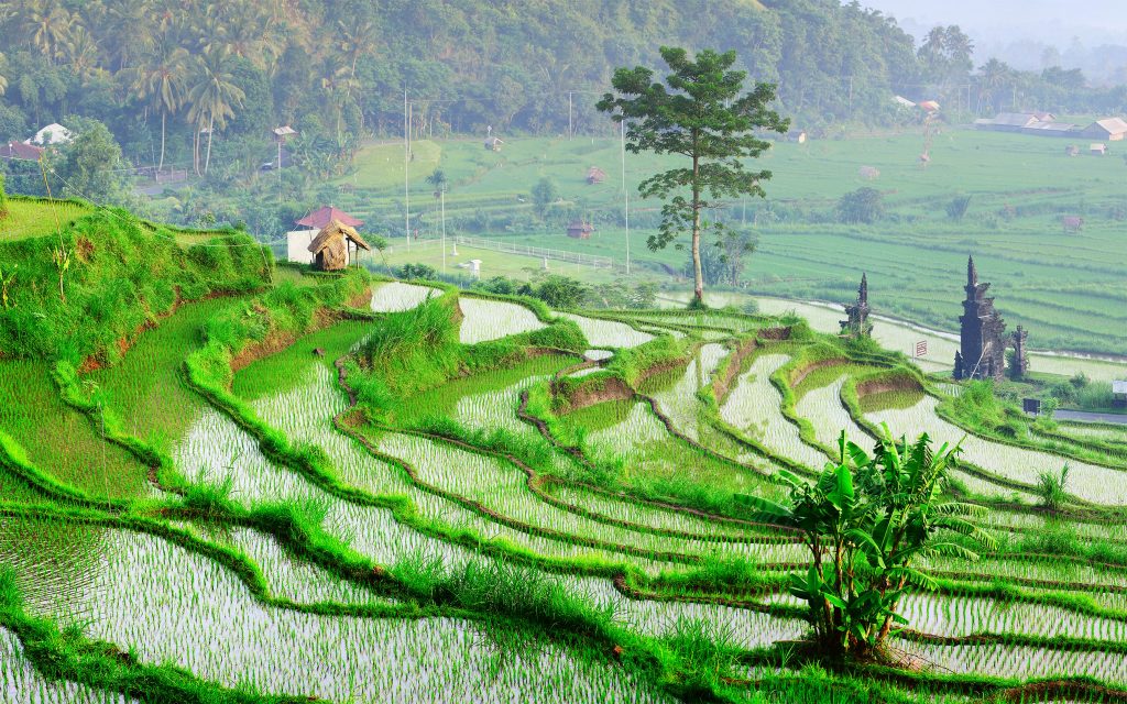 bali-jatiluwih-2