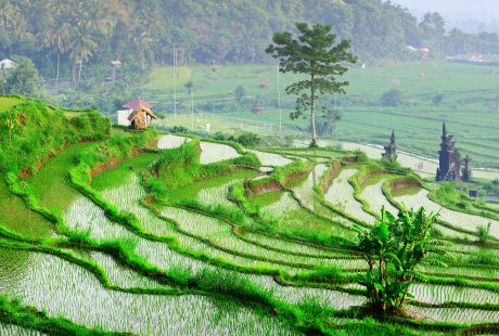 bali-jatiluwih-2