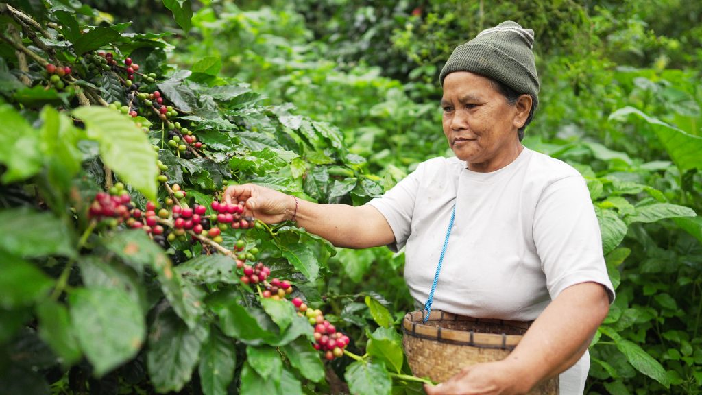svanerejser-singlerejser-bali-munduk-kaffe