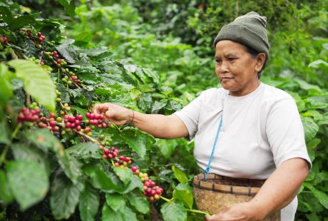 svanerejser-singlerejser-bali-munduk-kaffe
