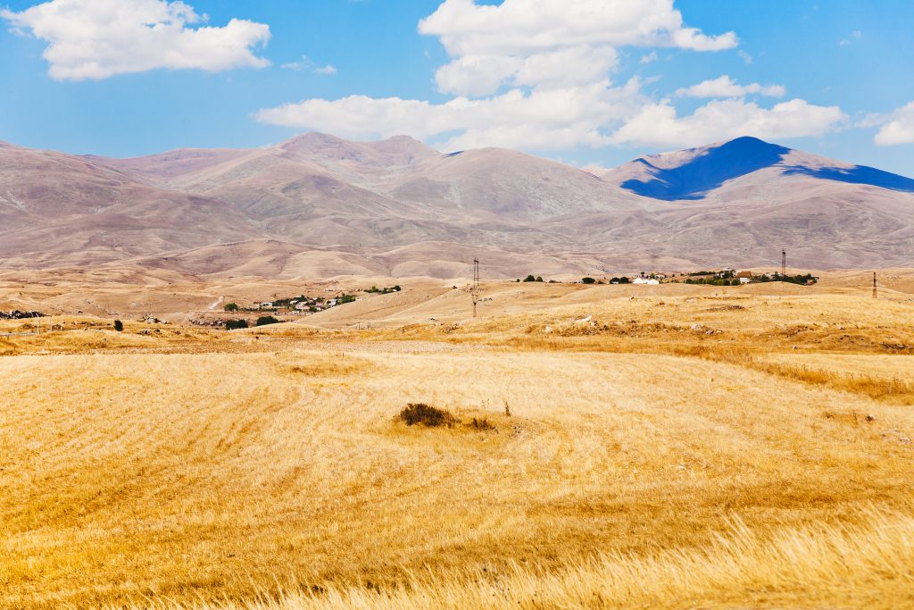 Gule marker i Armenien med bløde bjerge og blå himmel