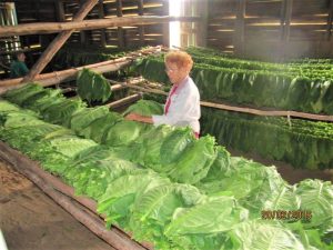 I Vinales i Cuba kan du besøge tobaksfabrikker-dame-med-tobaksblade-RED