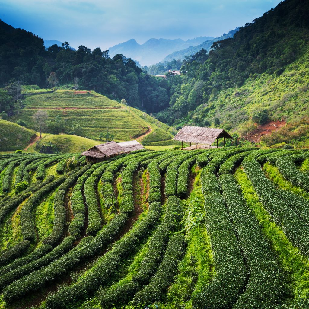 På en rejse til Sri Lanka ser du også højlandet med teplantager og køligt vejr