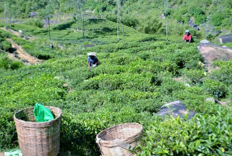 På en rejse til Sri Lanka ser du også højlandet med teplantager og køligt vejr