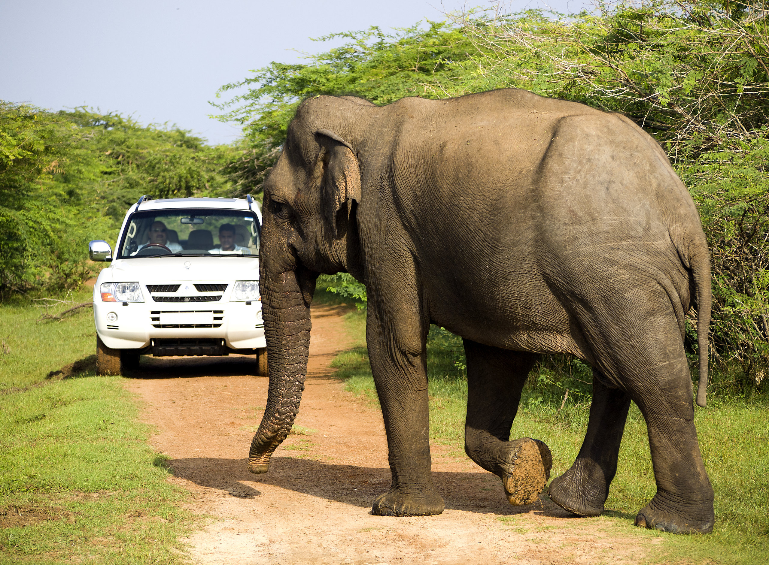 På en rejse til Sri Lanka ser du også nationalparker med elefanter