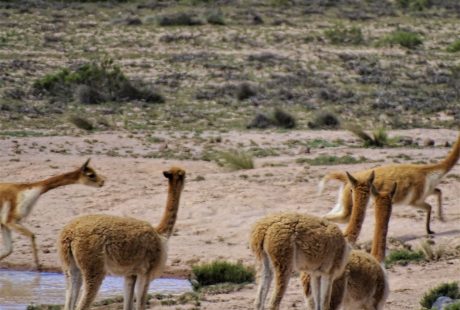 På rejser til Peru spiser du måske alpakaer