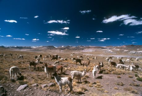 På en rejse til Peru ser du alpakas