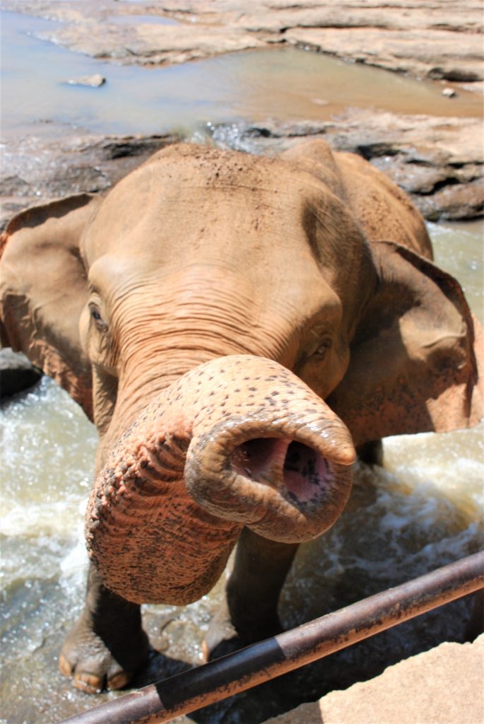 Elefant der bader og rækker sin snabel frem