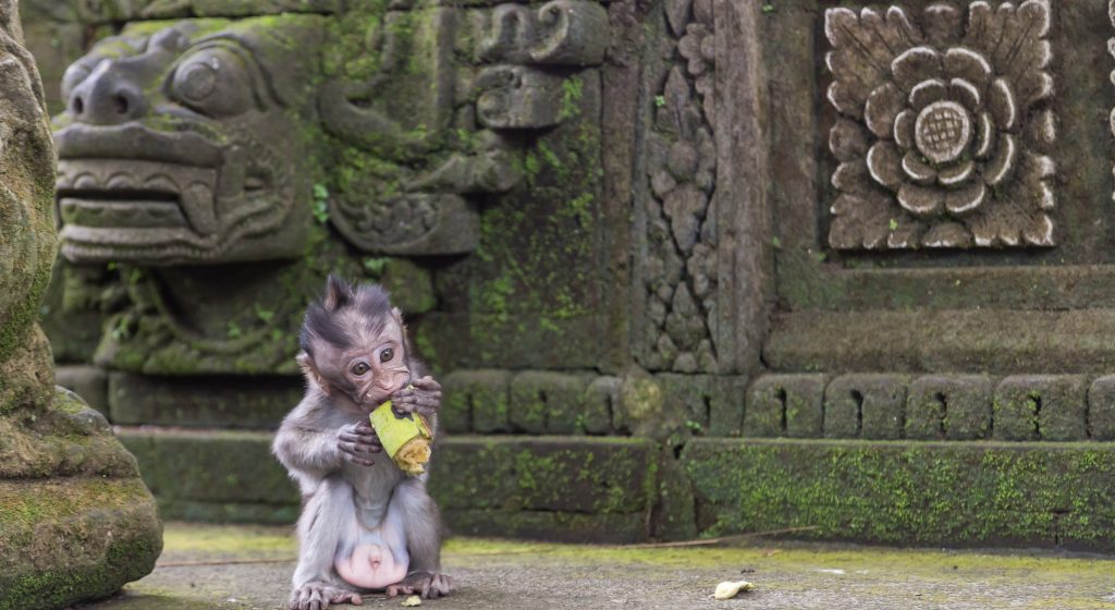 bali-ubud-monkey-forrest