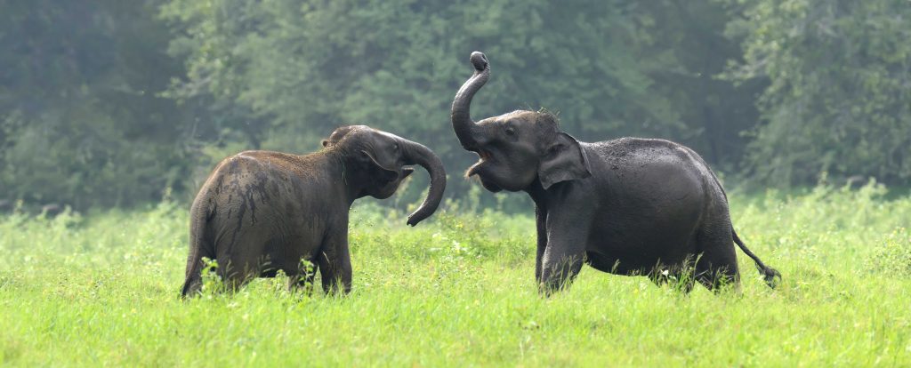 sri-lanka-elefanter-der-hilser