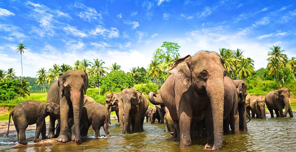 sri-lanka-pinnawela-elephant-orphange
