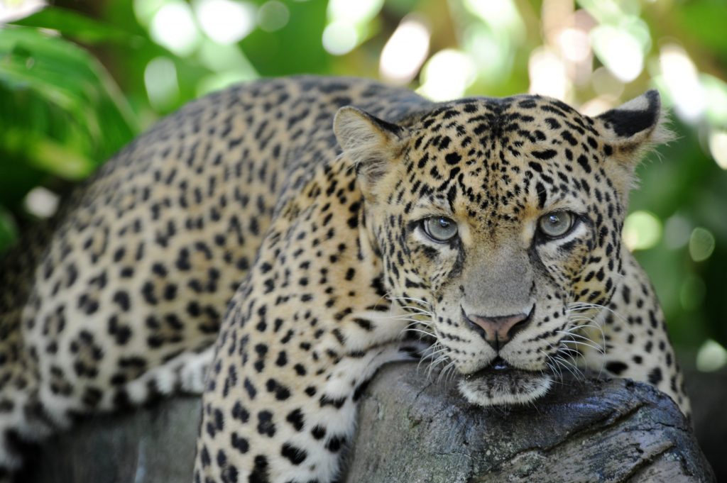 sri-lanka-yala-leopard-i-trae