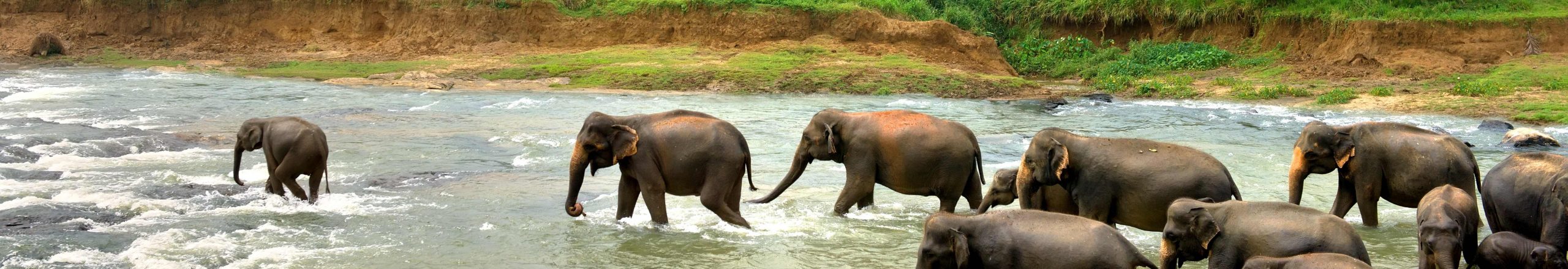 svane-rejser-sri-lanka-elefanter