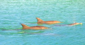 mauritius-delfiner-cb