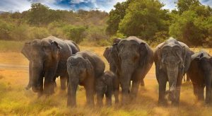 sri-lanka-minneriya-national-park