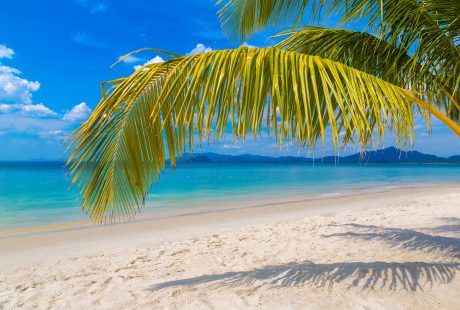 svane-rejser-cuba-playa-larga-strand-palme