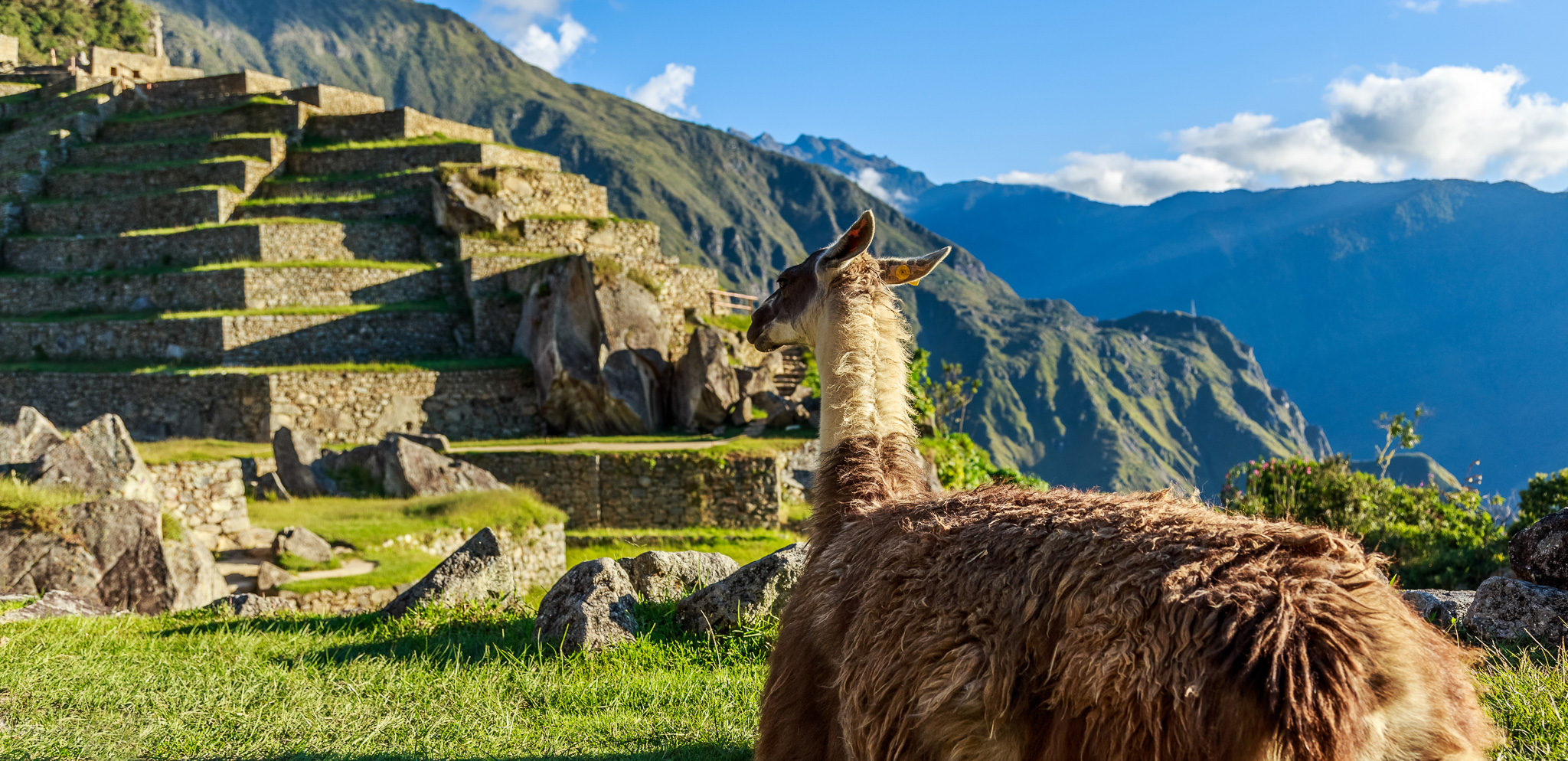 svane-rejser-peru-alpaca-machu-picchu