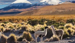 svane-rejser-peru-alpaca-natur-4