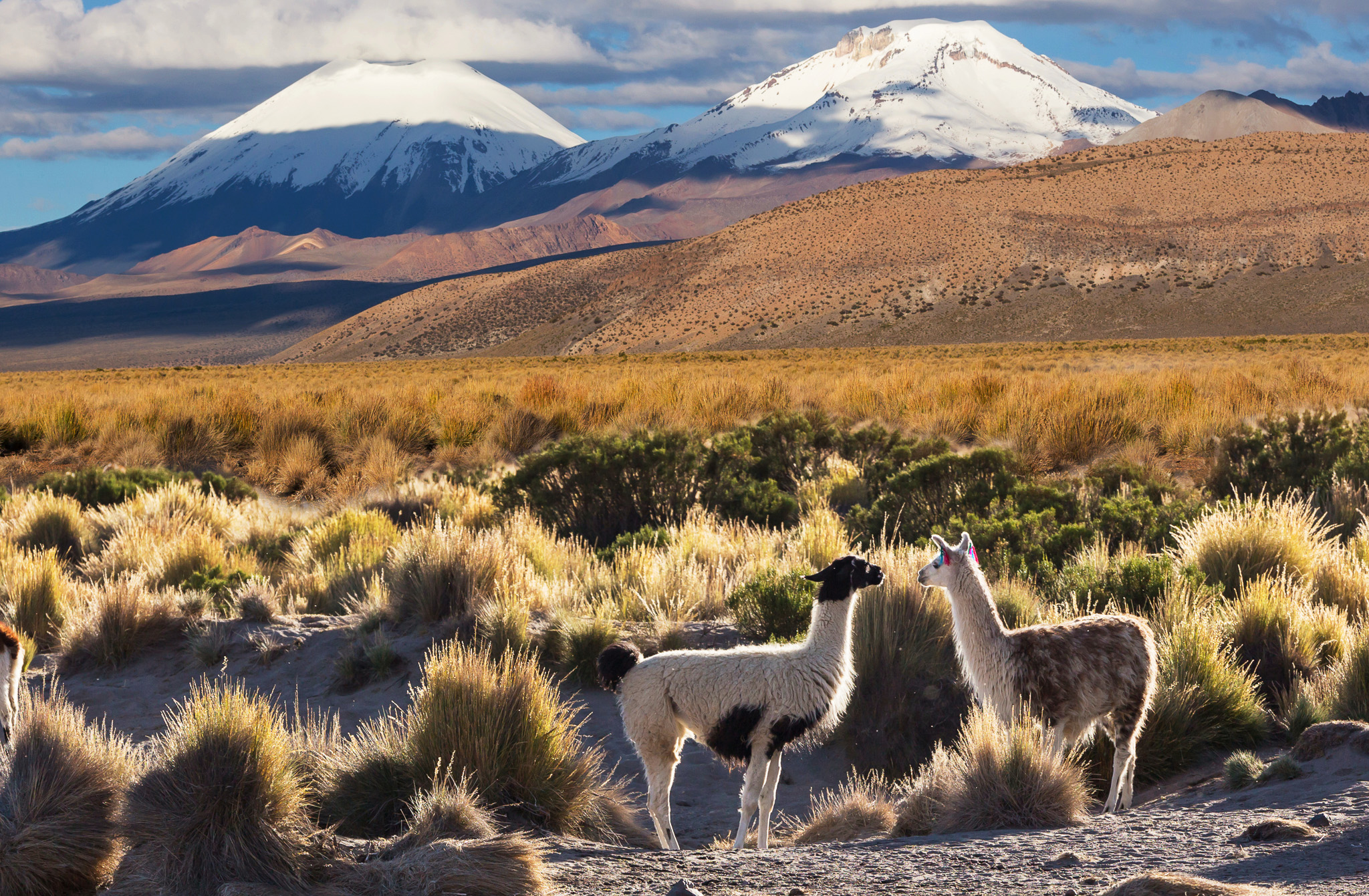 svane-rejser-peru-alpaca-natur