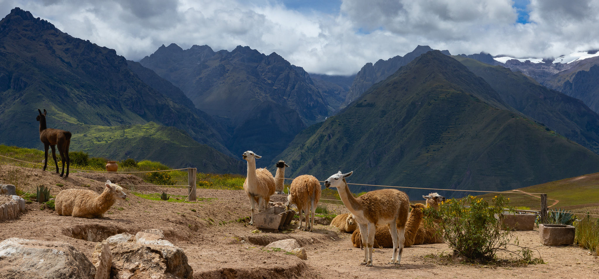 svane-rejser-peru-den-hellige-dal-alpaca-bjerge