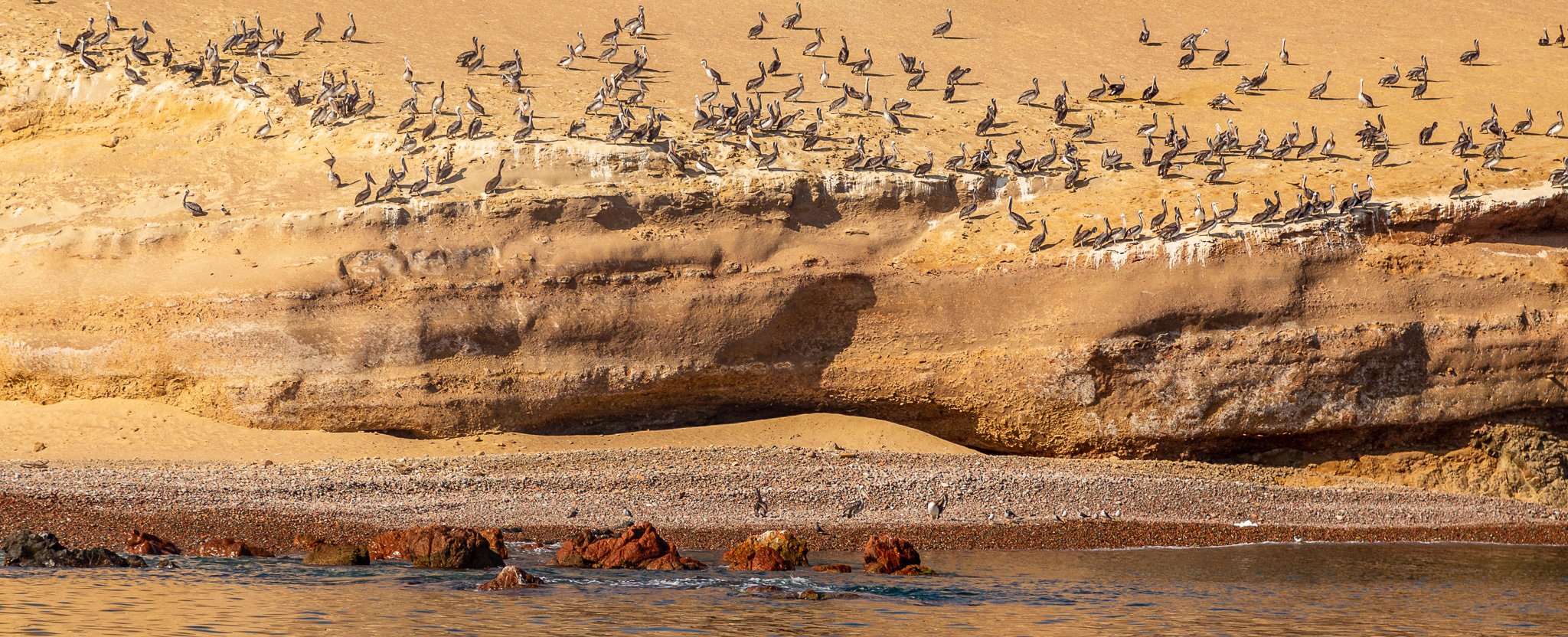 svane-rejser-peru-paracas-islas-ballestas-pingviner-natur