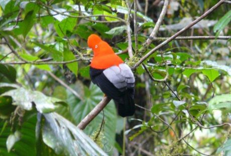 peru-cock-of-the-rocks-fugl-2