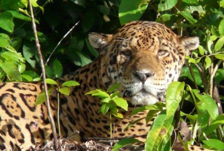 peru-jaguar