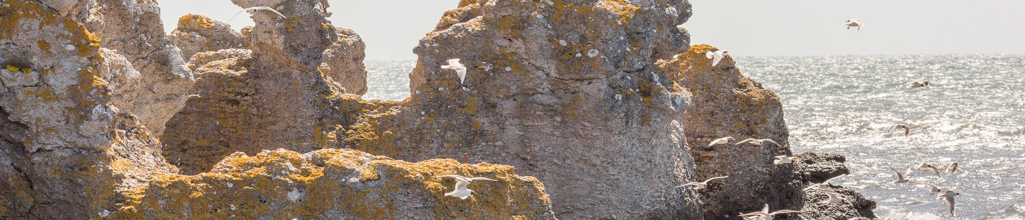 svane-rejser-gotland-rauk-hav