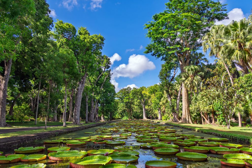 svanerejser-singlerejser-mauritius-pamplemousse-botanical-garden-komprimeret