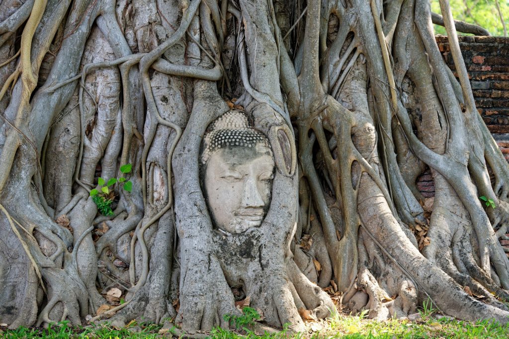 svanerejser-singlerejser-thailand-ayutthaya-wat-mahathat