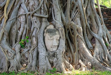 svanerejser-singlerejser-thailand-ayutthaya-wat-mahathat