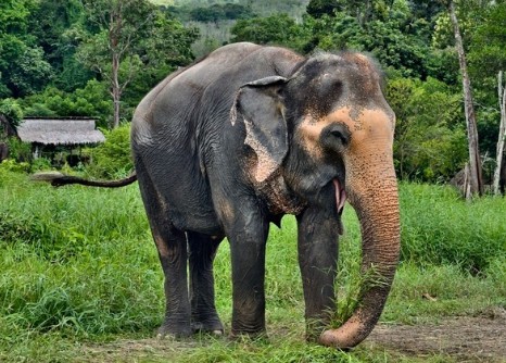 svanerejser-singlerejser-thailand-koh-chang-elefant